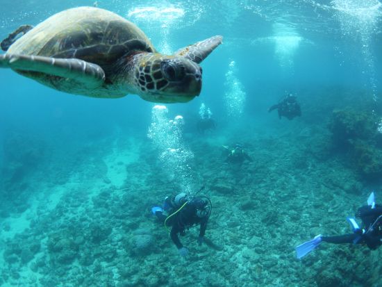 SUP半日ツアー  シュノーケリング・体験ダイビングがセットになった1日プランもあり by 屋久島ガイドクラブ