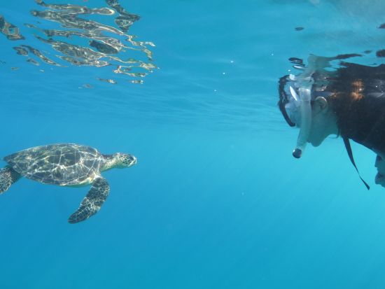 シュノーケリング 午前 / 午後の半日ツアー 水中カメラ無料レンタル＆写真プレゼント！前日16:00までリクエスト可 by屋久島ガイドクラブ