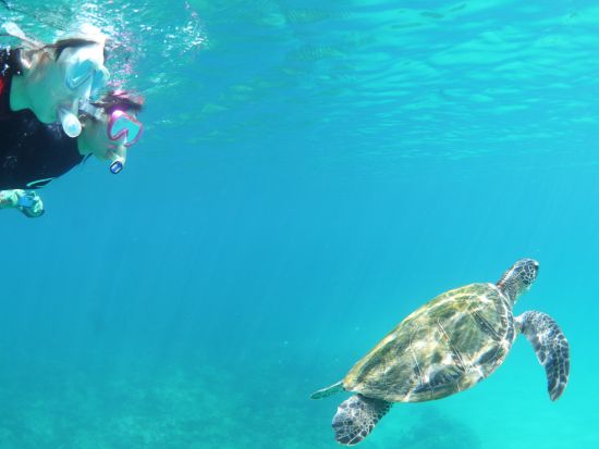 シュノーケリング 午前 / 午後の半日ツアー 水中カメラ無料レンタル＆写真プレゼント！前日16:00までリクエスト可 by屋久島ガイドクラブ