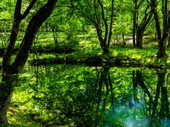 Japan_Nagano_雲場池pixta_78400028_M
