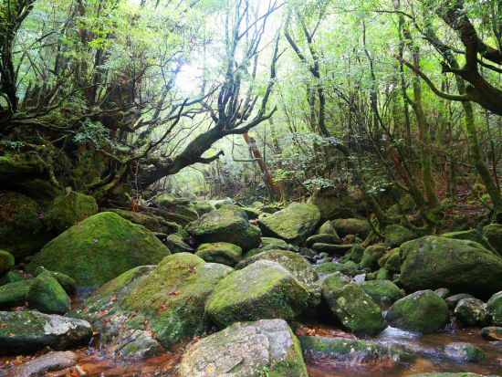 縄文杉1日＋白谷雲水峡半日（苔むす森まで）トレッキング RAKUSAホテル2泊3日宿泊セットツアー ＋初日レンタカー＜登山装備レンタル付き＞ by A・N・D