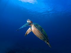 pixta_7319901_M