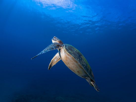 シュノーケリング半日ツアー 屋久島公認ガイドの石原さんがご案内　360度カメラで撮影した記念写真プレゼント付き by aqua style