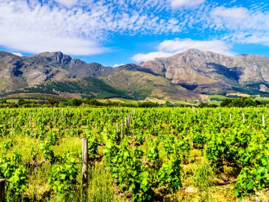 フランシュフック日帰りツアー 南アフリカ屈指の美食の街へ！ワイン鉄道ワイントラム体験＜テイスティング付／混載／英語／ケープタウン発＞