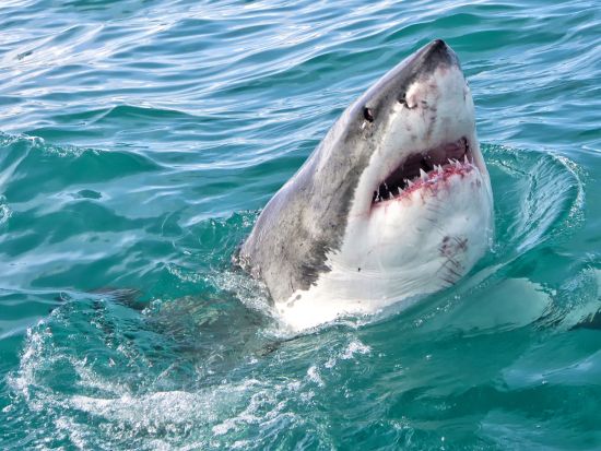 ホホジロザメケージダイビング終日ツアー あの有名サメ映画の世界を間近で！安全保障・アフリカ大陸の南端で極上の恐怖体験＜混載／軽食付／英語／ケープタウン発＞