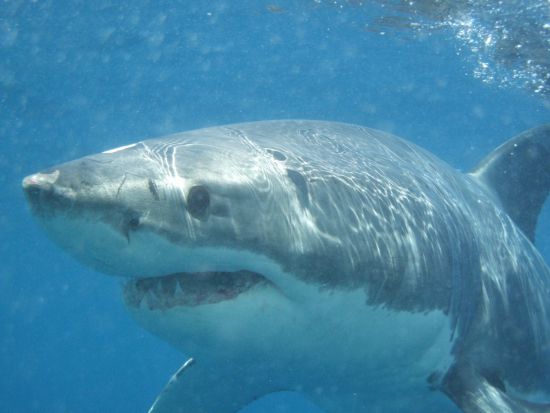 ホホジロザメケージダイビング終日ツアー あの有名サメ映画の世界を間近で！安全保障・アフリカ大陸の南端で極上の恐怖体験＜混載／軽食付／英語／ケープタウン発＞