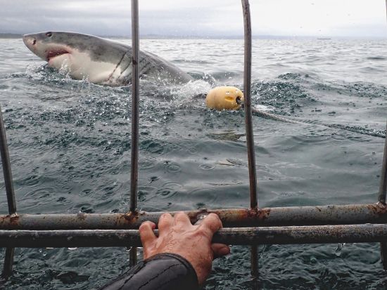 ホホジロザメケージダイビング終日ツアー あの有名サメ映画の世界を間近で！安全保障・アフリカ大陸の南端で極上の恐怖体験＜混載／軽食付／英語／ケープタウン発＞