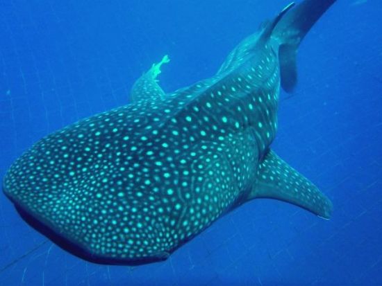 ジンベエザメツアー　シュノーケリング・体験ダイビング・FUNダイビングから選択OK！ 大迫力のジンベエザメを間近で観察＜約2時間30分／読谷村発＞