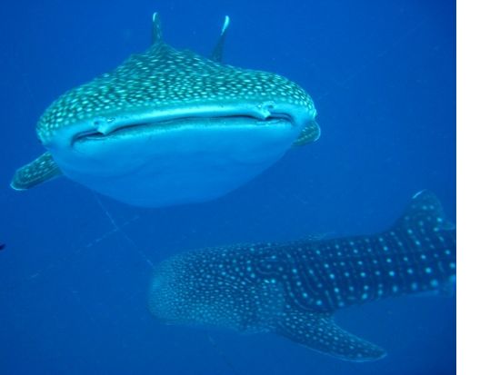 ジンベエザメツアー　シュノーケリング・体験ダイビング・FUNダイビングから選択OK！ 大迫力のジンベエザメを間近で観察＜約2時間30分／読谷村発＞
