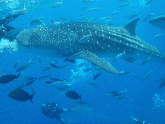 ジンベエザメツアー　シュノーケリング・体験ダイビング・FUNダイビングから選択OK！ 大迫力のジンベエザメを間近で観察＜約2時間30分／読谷村発＞