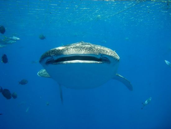 ジンベエザメツアー　シュノーケリング・体験ダイビング・FUNダイビングから選択OK！ 大迫力のジンベエザメを間近で観察＜約2時間30分／読谷村発＞