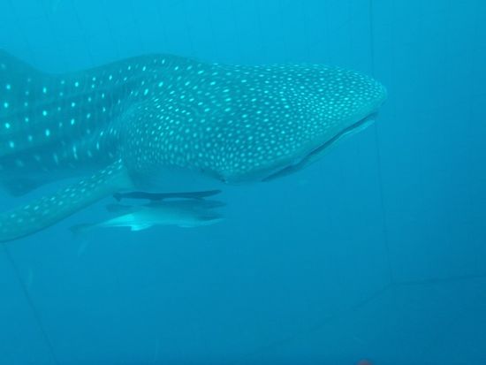 131115045608e5d6c2777930918a7cdf74b2357028ea