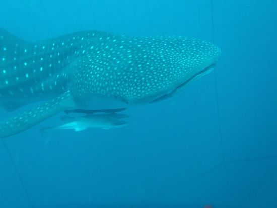 ジンベエザメツアー　シュノーケリング・体験ダイビング・FUNダイビングから選択OK！ 大迫力のジンベエザメを間近で観察＜約2時間30分／読谷村発＞