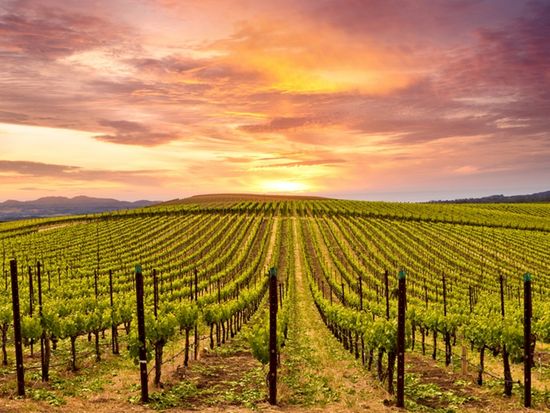 USA_California_Napa Valley_shutterstock_410249041