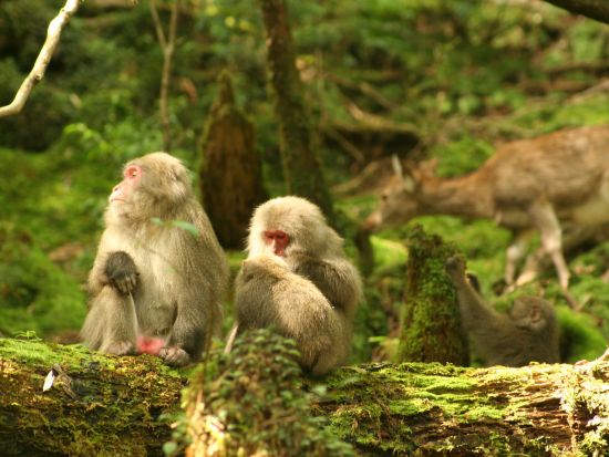 縄文杉1日＋白谷雲水峡半日（苔むす森まで）トレッキング RAKUSAホテル2泊3日宿泊セットツアー ＋初日レンタカー＜登山装備レンタル付き＞ by A・N・D