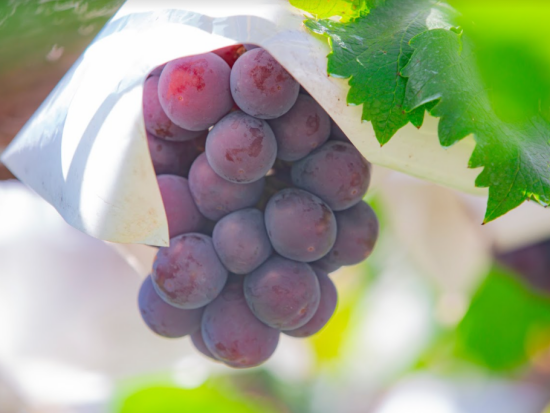 福岡市内発着観光タクシー　うきは果実旅行コース フルーツ狩り＋白壁の町並み散策＋原鶴温泉＜5時間／1～4名／福岡市内・福岡空港発＞by HEARTS TRIP