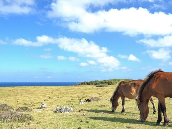 与那国絶景ツアー　島ガイドと日本最西端の地を巡る！景勝地・遺跡・自然遺産を学ぶ島内ツアー＜3時間／与那国島＞