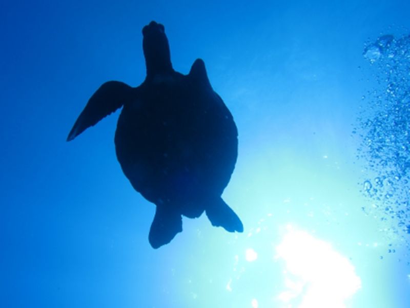 百合ヶ浜上陸 ウミガメシュノーケリング 赤崎サンゴの森や竜宮城に行くプランもあり Sup体験も可能 大金久海岸発 与論島内ホテル送迎 Byタンディマリン 与論島の観光 遊び 体験 レジャー専門予約サイト Veltra ベルトラ