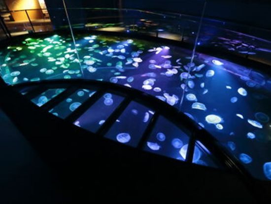 東京スカイツリー®エンジョイパック すみだ水族館入場券プラン 東京スカイツリー日時指定券（天望デッキ＋天望回廊セット券付きプランも選べる）＋すみだ水族館＜押上＞