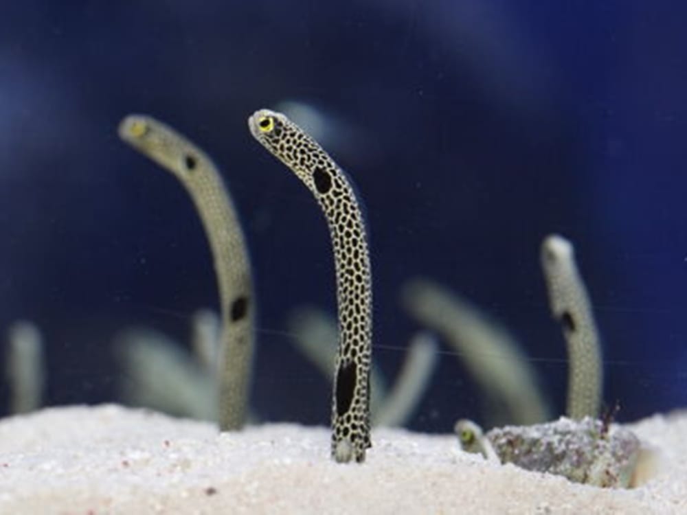 東京スカイツリー エンジョイパック すみだ水族館入場プラン 東京スカイツリー日時指定券 天望デッキ 天望回廊セット券 すみだ水族館入場券 押上 東京の観光 遊び 体験 レジャー専門予約サイト Veltra ベルトラ