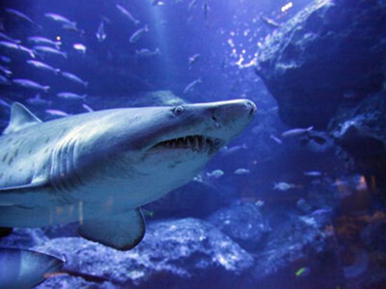 東京スカイツリー®エンジョイパック すみだ水族館入場券プラン 東京スカイツリー日時指定券（天望デッキ＋天望回廊セット券付きプランも選べる）＋すみだ水族館＜押上＞
