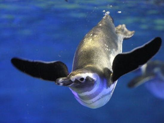 東京スカイツリー®エンジョイパック すみだ水族館入場券プラン 東京スカイツリー日時指定券（天望デッキ＋天望回廊セット券付きプランも選べる）＋すみだ水族館＜押上＞