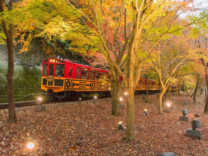 トロッコ列車ライトアップバスツアー 幻想的な秋の景色と絶品湯豆腐の夕食 21 10 16 11 7 京都駅発 By京都定期観光バス 京都の観光 遊び 体験 レジャー専門予約サイト Veltra ベルトラ