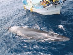 星海とクジラ
