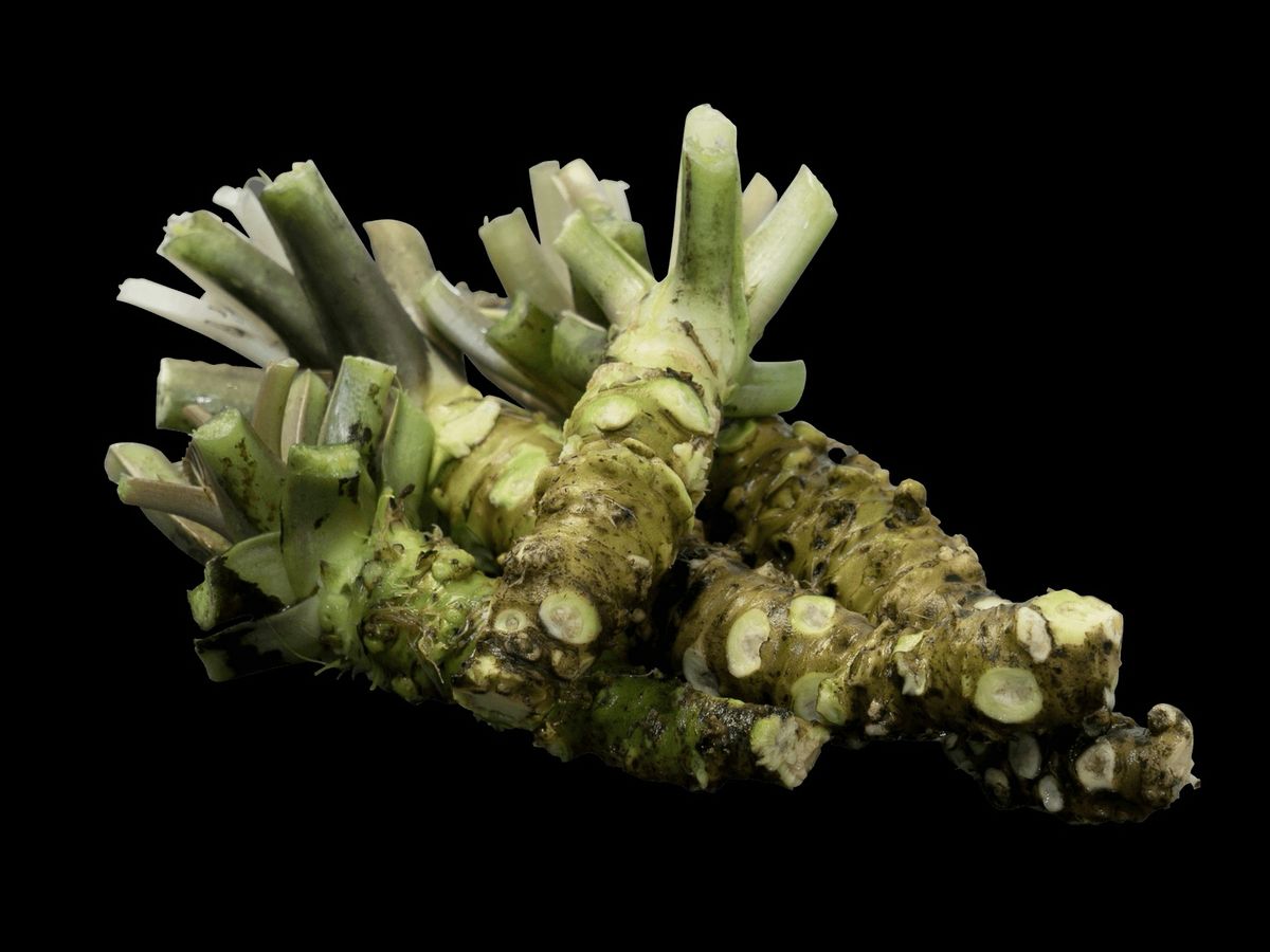 食で旅する島根県 手に入りにくい幻の匹見ワサビを全国へお届け！石見