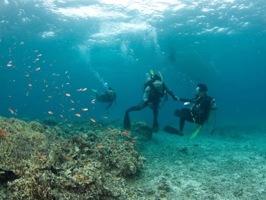 体験ダイビングツアー　バラス島や鳩間島でサンゴや魚、運が良ければウミガメに出会う！＜ボート／1～2ダイブ／西部地区無料送迎／西表島＞