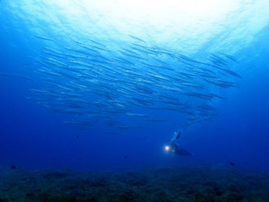 ファンダイビングツアー　幻想的な海の世界を探検　生命力あふれるサンゴの大群生やキレイな地形を満喫しよう＜ボート／2ダイブ／半日／西部地区無料送迎／西表島＞