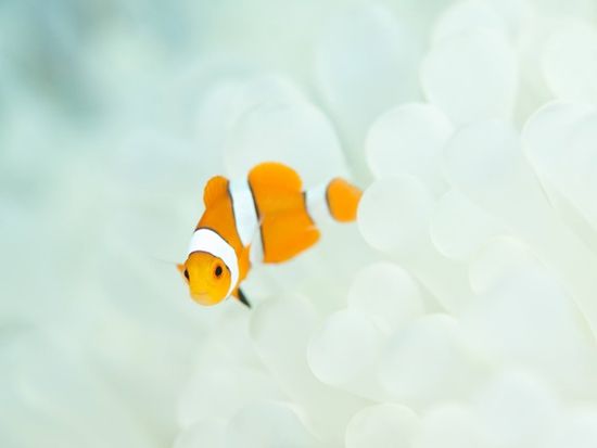 ファンダイビング　３