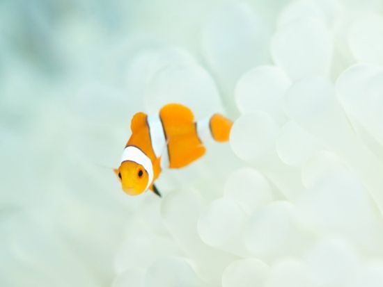 ファンダイビングツアー　幻想的な海の世界を探検　生命力あふれるサンゴの大群生やキレイな地形を満喫しよう＜ボート／2ダイブ／半日／西部地区無料送迎／西表島＞