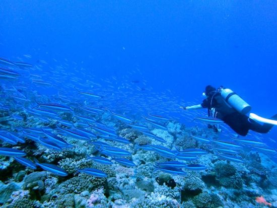 ライセンス取得コース　PADIオープンウォーター／アドバンスオープンウォーター／エンリッチド・エア・ダイバーSP＜西部地区無料送迎／西表島＞