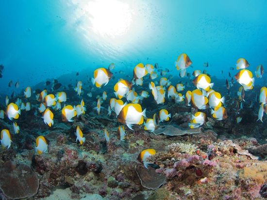 ファンダイビング　４