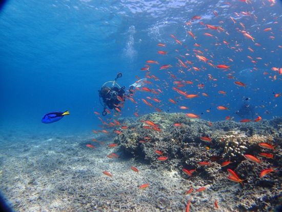 ライセンス取得コース　PADIオープンウォーター／アドバンスオープンウォーター／エンリッチド・エア・ダイバーSP＜西部地区無料送迎／西表島＞