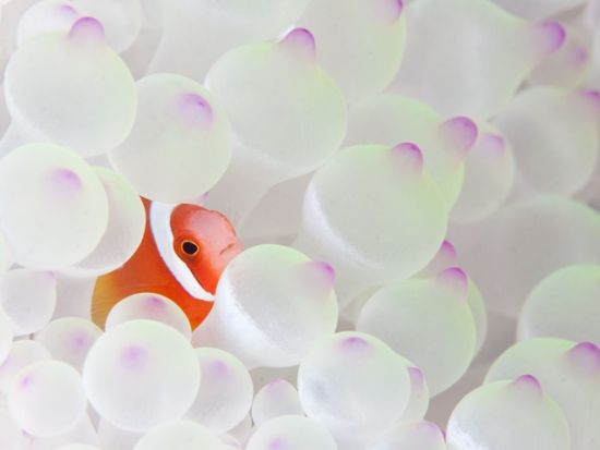 ファンダイビングツアー　生命力あふれるサンゴの大群生や西表の地形を楽しもう＜ボート／2～3ダイブ／1日／西部地区無料送迎／西表島＞