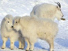 Whitehorse-Northern-Tales-Wildlife-Preserve-04