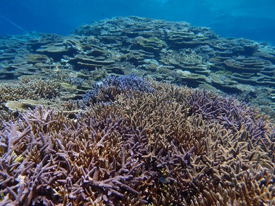 サンゴ礁