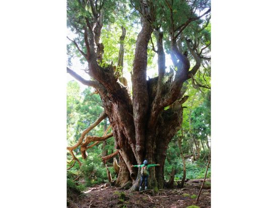 芦生の森ネイチャーガイドトレッキングツアー 通常非公開の森の中を専属ガイドがご案内＜昼食付／美山＞