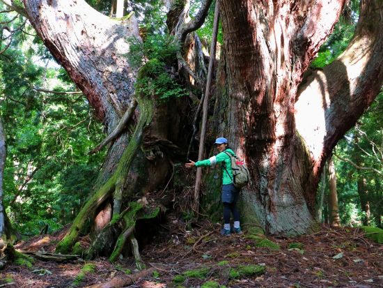 芦生の森ネイチャーガイドトレッキングツアー 通常非公開の森の中を専属ガイドがご案内＜昼食付／美山＞