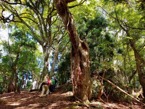 芦生の森ネイチャーガイドトレッキングツアー 通常非公開の森の中を専属ガイドがご案内＜昼食付／美山＞