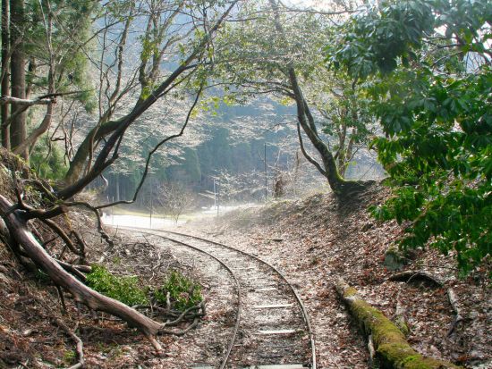 芦生の森ネイチャーガイドトレッキングツアー 通常非公開の森の中を専属ガイドがご案内＜昼食付／美山＞