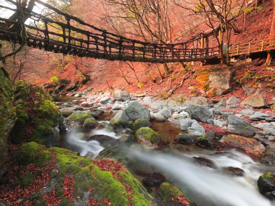 貸切絶景ツアー　祖谷名物「雲海」鑑賞と定番観光！　雲海展望台＋大歩危＆祖谷・祖谷＆奥祖谷　選べる観光2プラン＜5時間・8時間／1～9名／大歩危・祖谷温泉郷発＞
