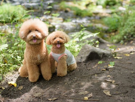 【愛犬連れOK】軽井沢ウォーキングツアー 聖パウロ教会や室生犀星記念館などの旧軽井沢定番スポットをガイドと巡る＜2時間／貸切／軽井沢町＞