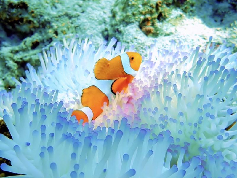 シュノーケリングツアー クマノミやサンゴ礁の中を泳ごう 市街地指定ホテル送迎可 石垣島 By トムソーヤ 石垣島 八重山の観光 オプショナルツアー専門 Veltra ベルトラ