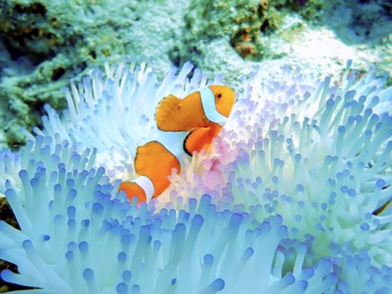 沖縄石垣島 幻の島上陸！半日シュノーケリング 3歳から参加OK ＜市街地送迎可／石垣島＞by トムソーヤ