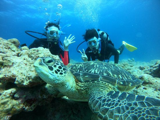 沖縄石垣島 八重山の海で半日体験ダイビング＋幻の島上陸＜市街地送迎可／石垣島＞by トムソーヤ