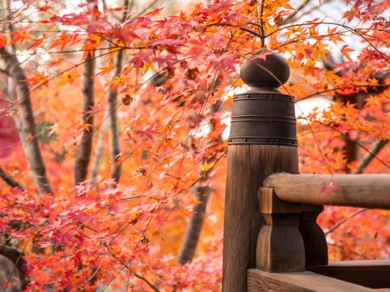 勝林寺 坐禅体験 自分と向き合い見つめ直す静かなひと時 ＜60分／1名～／東福寺駅＞