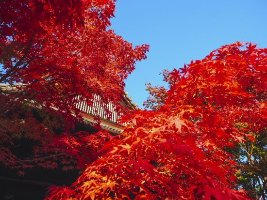 勝林寺 坐禅体験 自分と向き合い見つめ直す静かなひと時 ＜60分／1名～／東福寺駅＞
